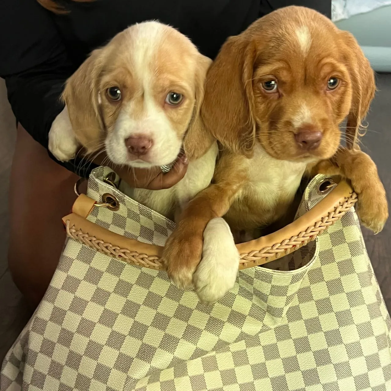 Two beagle puppies