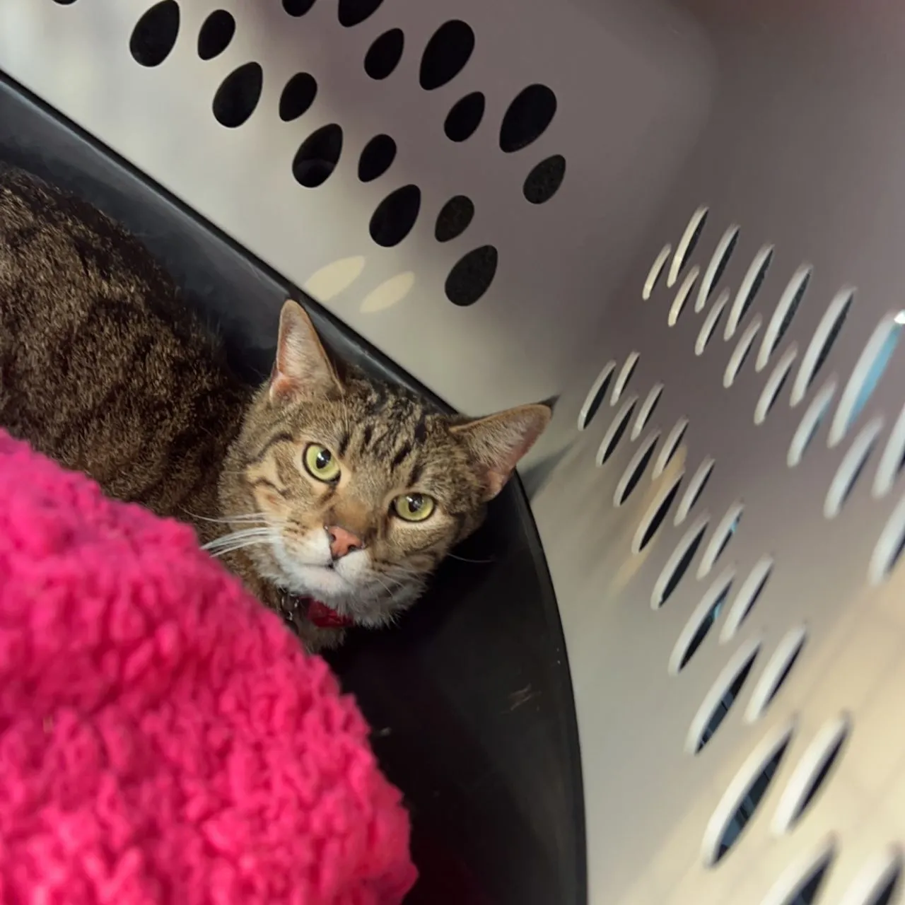 A tabby cat resting in a travel carrier