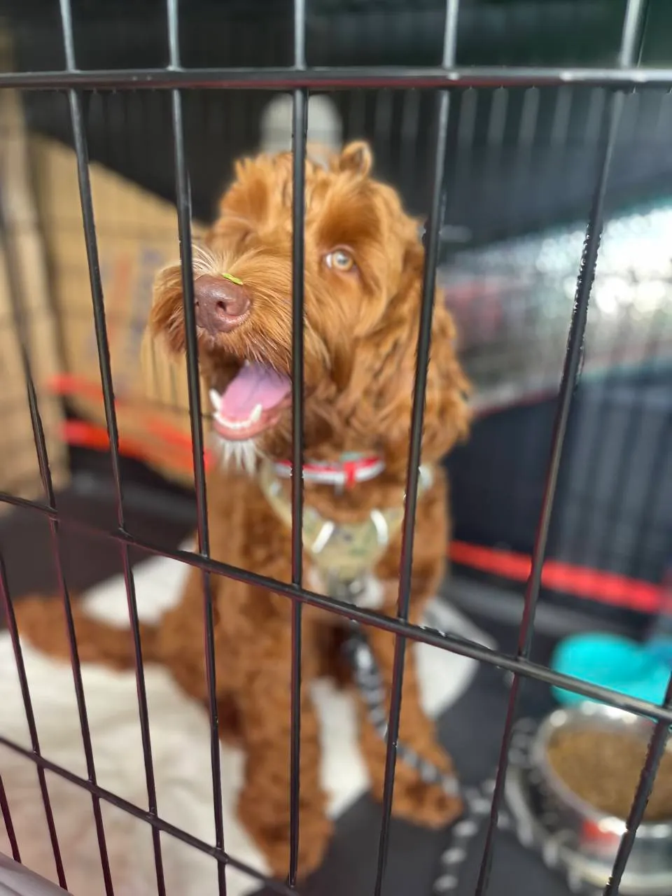 A curly-coated doodle in a travel crate