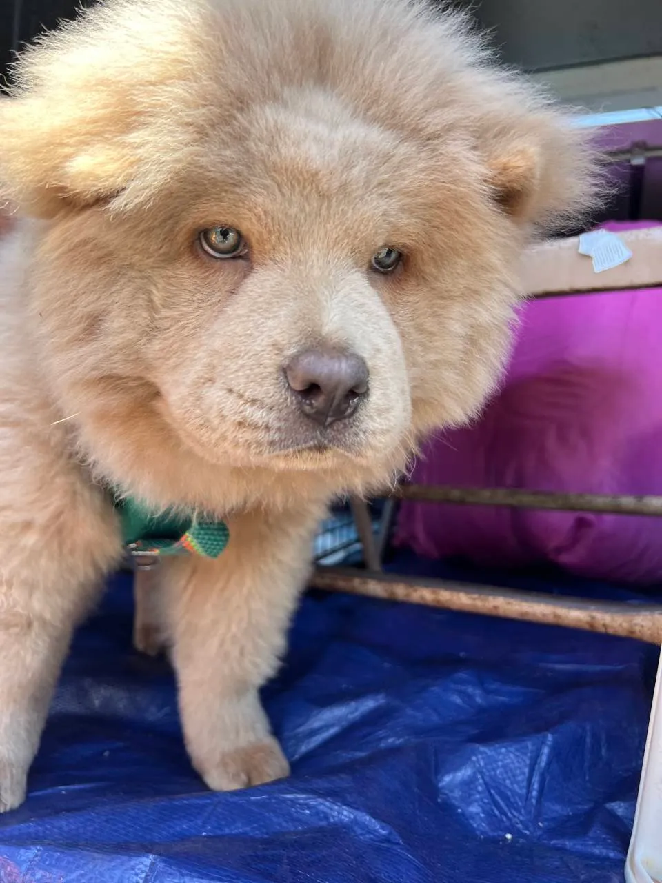 A fluffy puppy in a travel crate