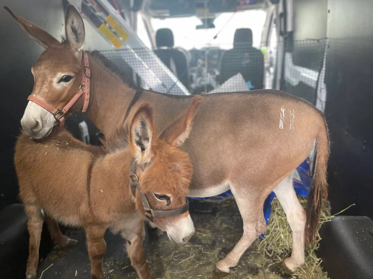 Two miniature donkeys standing in a transport vehicle