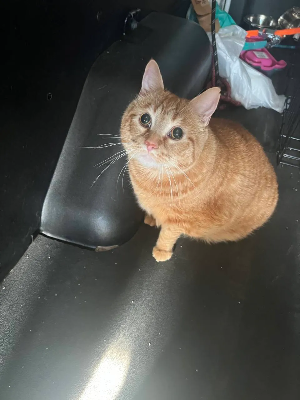 An orange cat relaxing during a trip
