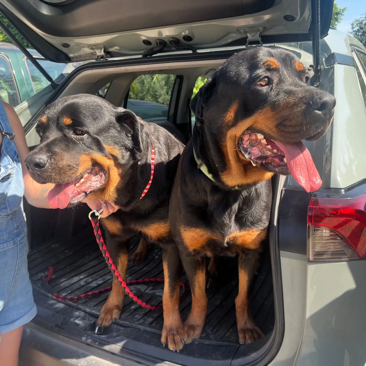 Two Rottweilers ready to ride in the back of a vehicle