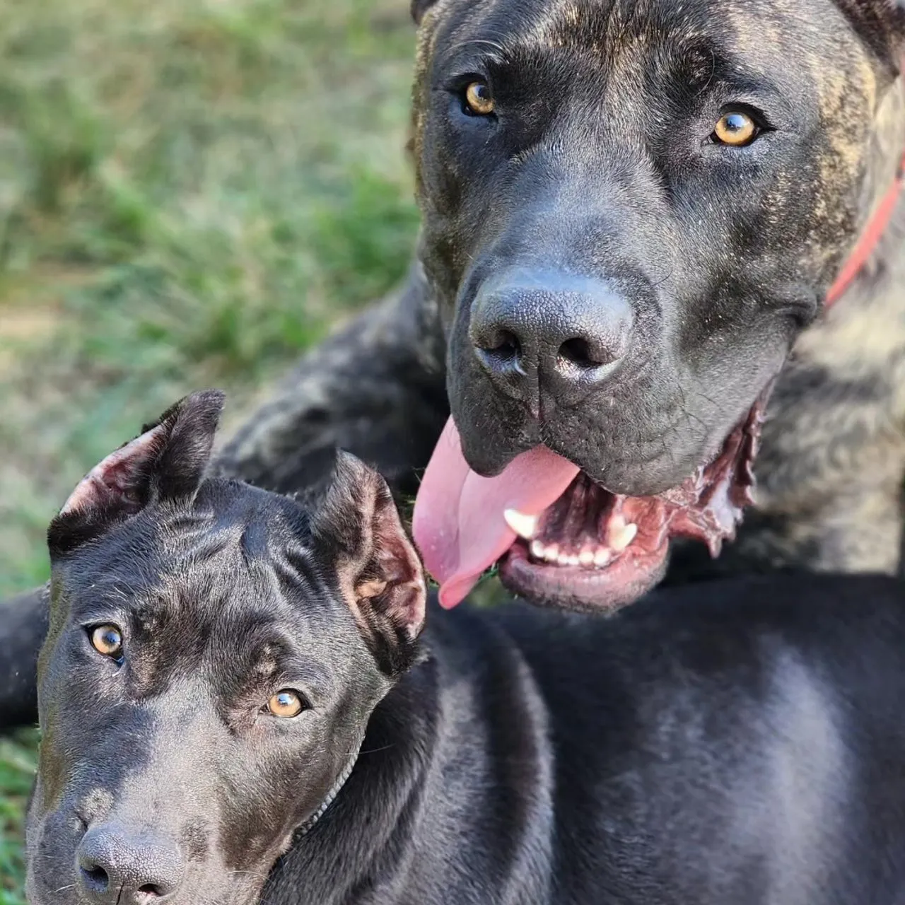 Two happy dogs looking up at the camera